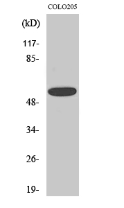 CLCC1