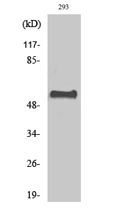 CstF-64