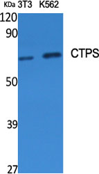 Rabbit Polyclonal Antibody to CTPS