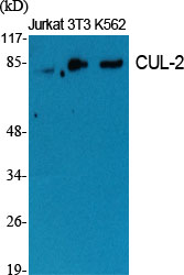 Rabbit Polyclonal Antibody to CUL-2