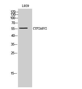 CYP2A6V2