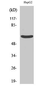 Cytokeratin 5