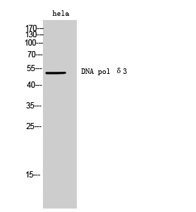 DNA pol δ3