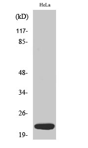 Dynein LC 1