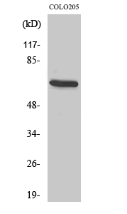 EGFL5