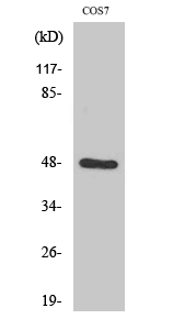 Endophilin B2