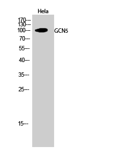 GCN5