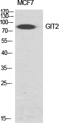 Rabbit Polyclonal Antibody to GIT2