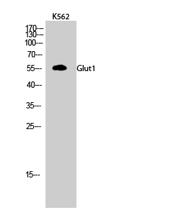 Glut1