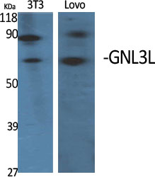 Rabbit Polyclonal Antibody to GNL3L