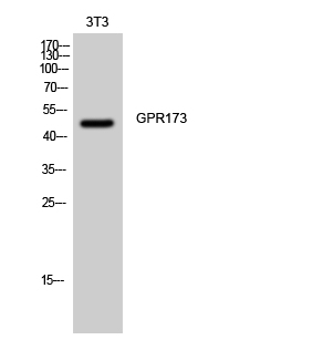 GPR173