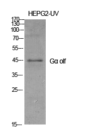 Rabbit Polyclonal Antibody to Gα olf