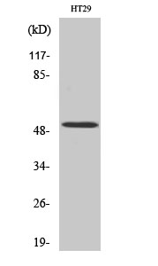HNF-4α