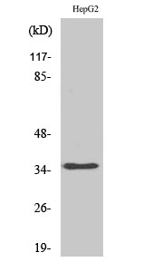 hnRNP A2/B1
