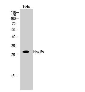 Hox-B9