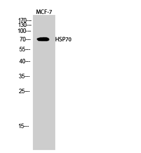 HSP70