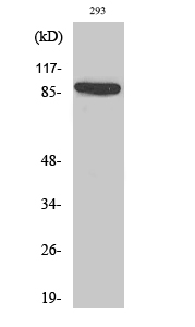 IL-4Rα