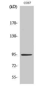 Insulin R