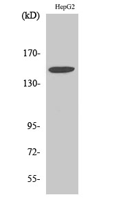 Integrin α3