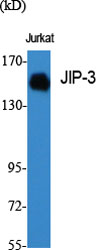 Rabbit Polyclonal Antibody to JIP-3