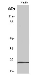 KDEL Receptor 2
