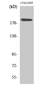 Laminin α-4