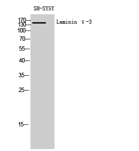 Laminin γ-3