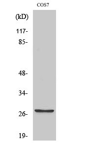MMP-7