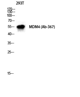 MDMX
