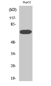 MEK Kinase-3