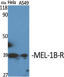Rabbit Polyclonal Antibody to MEL-1B-R