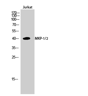MKP-1/2