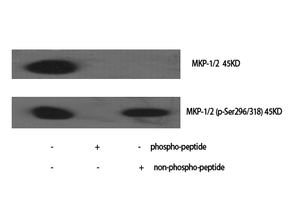 Rabbit Polyclonal Antibody to MKP-1/2
