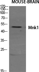 Rabbit Polyclonal Antibody to Mnk1