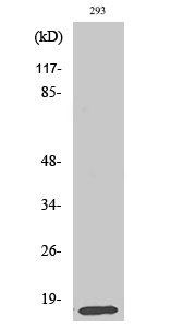 MRP-L14