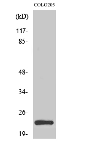 MRP-L21