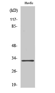 MRP-L24