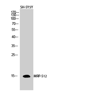 MRP-S12