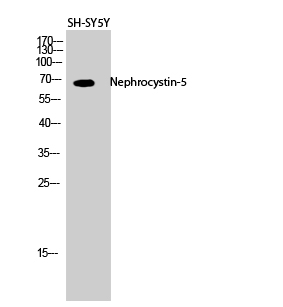 Nephrocystin-5