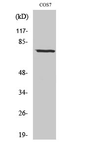 Netrin-1