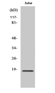 Neuromedin-S