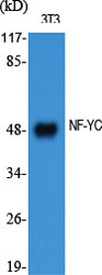 Rabbit Polyclonal Antibody to NF-YC