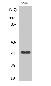 Olfactory receptor 10S1