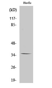 Olfactory receptor 11G2