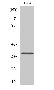 Olfactory receptor 1D4/1D5