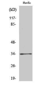 Olfactory receptor 2T2/35