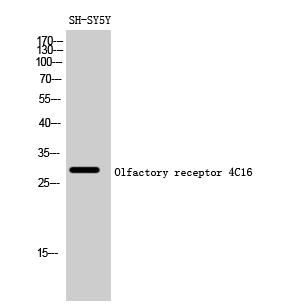 Olfactory receptor 4C16