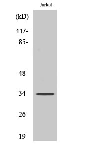 Olfactory receptor 4D1