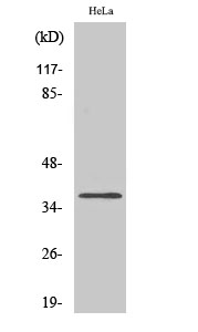 Olfactory receptor 4Q3