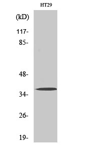 Olfactory receptor 51B2